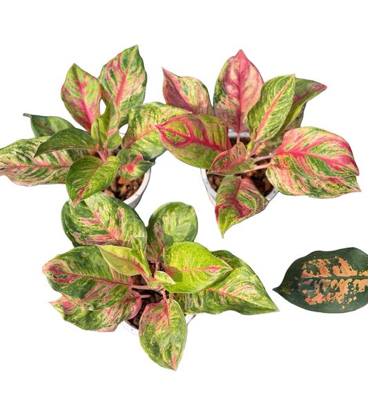 Aglaonema “Cochin Four Season” | Set of 5 Plants