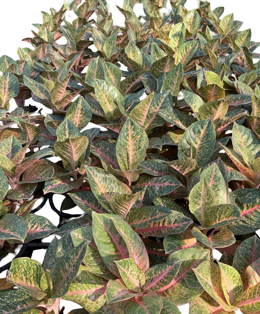 Aglaonema “Harlequin” | Set of 10 Plants