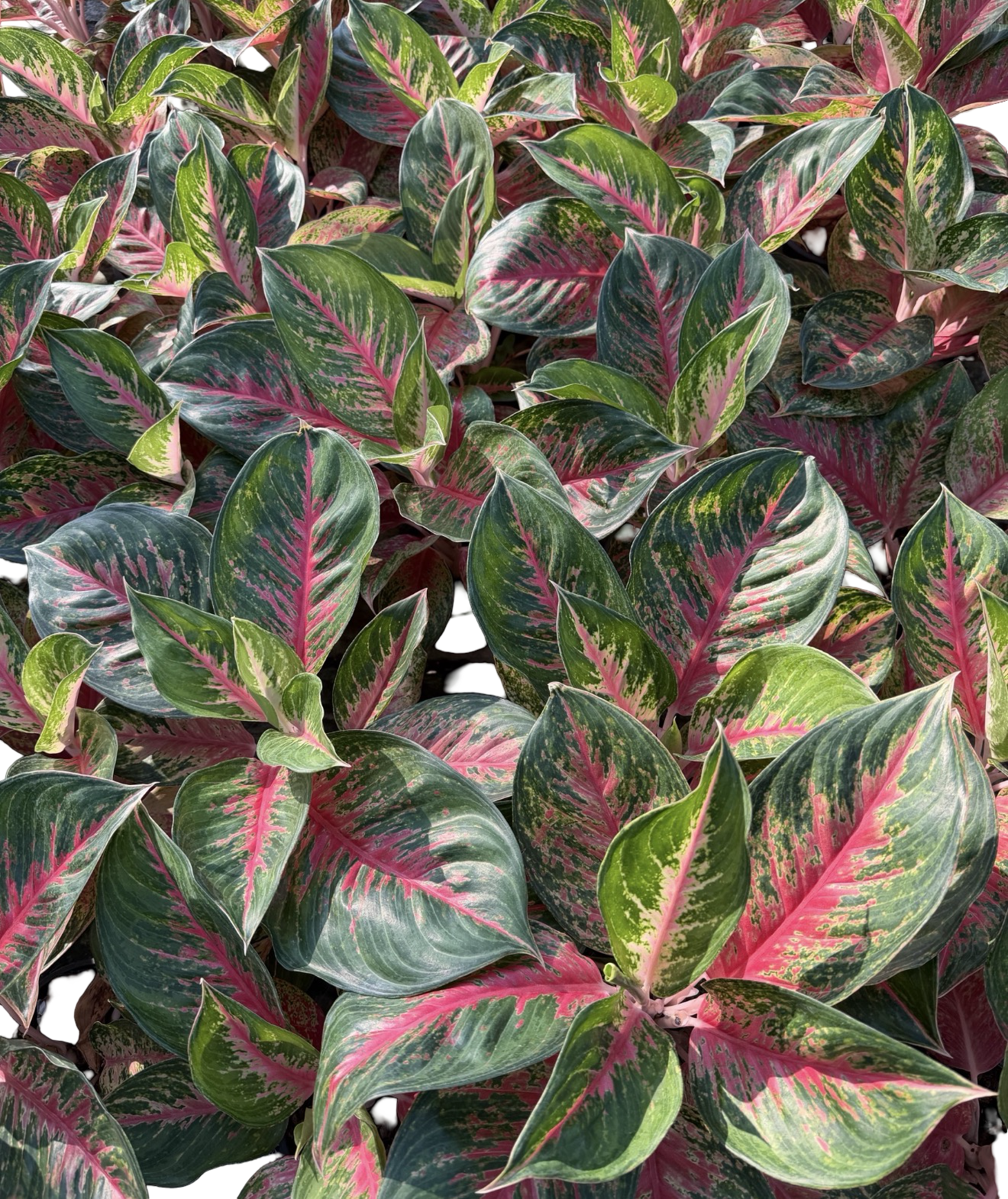 Aglaonema “Red Ginny” | Set of 10 Plants