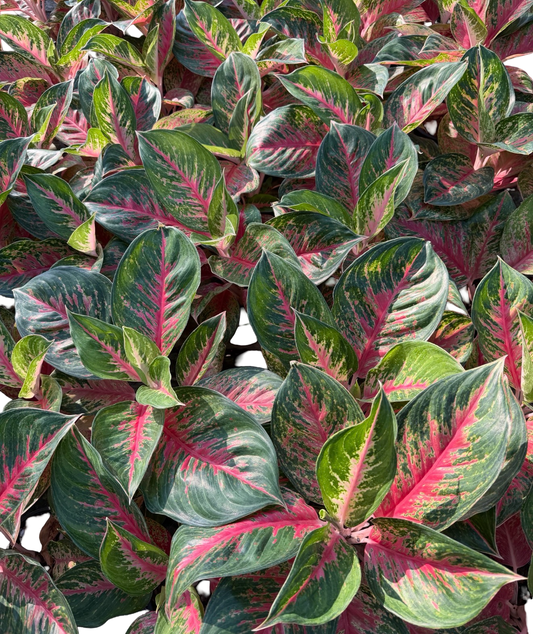 Aglaonema “Red Ginny” | Set of 10 Plants