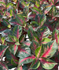 Aglaonema “Red Ginny” | Set of 10 Plants