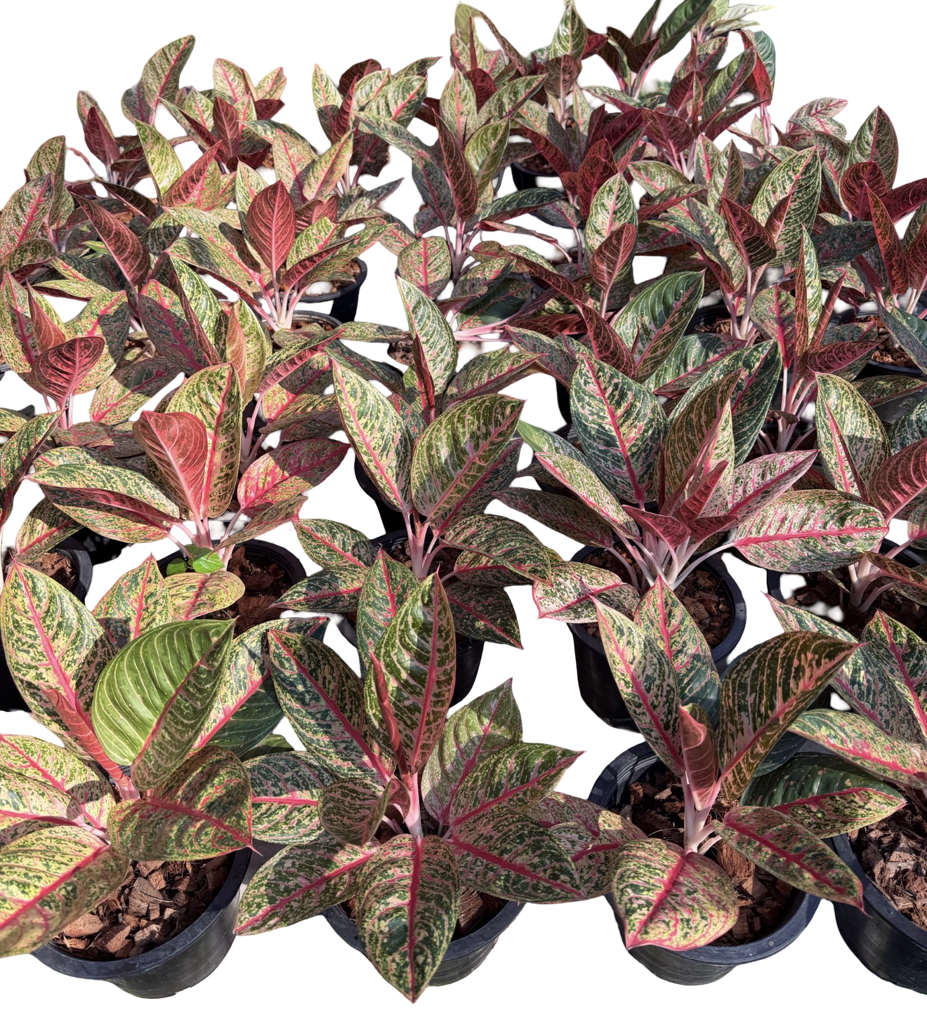 Aglaonema “Red Diana” | Set of 10 Plants
