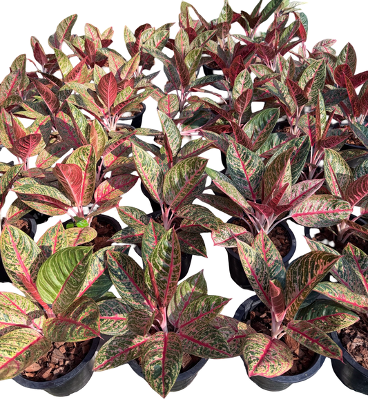 Aglaonema “Red Diana” | Set of 10 Plants