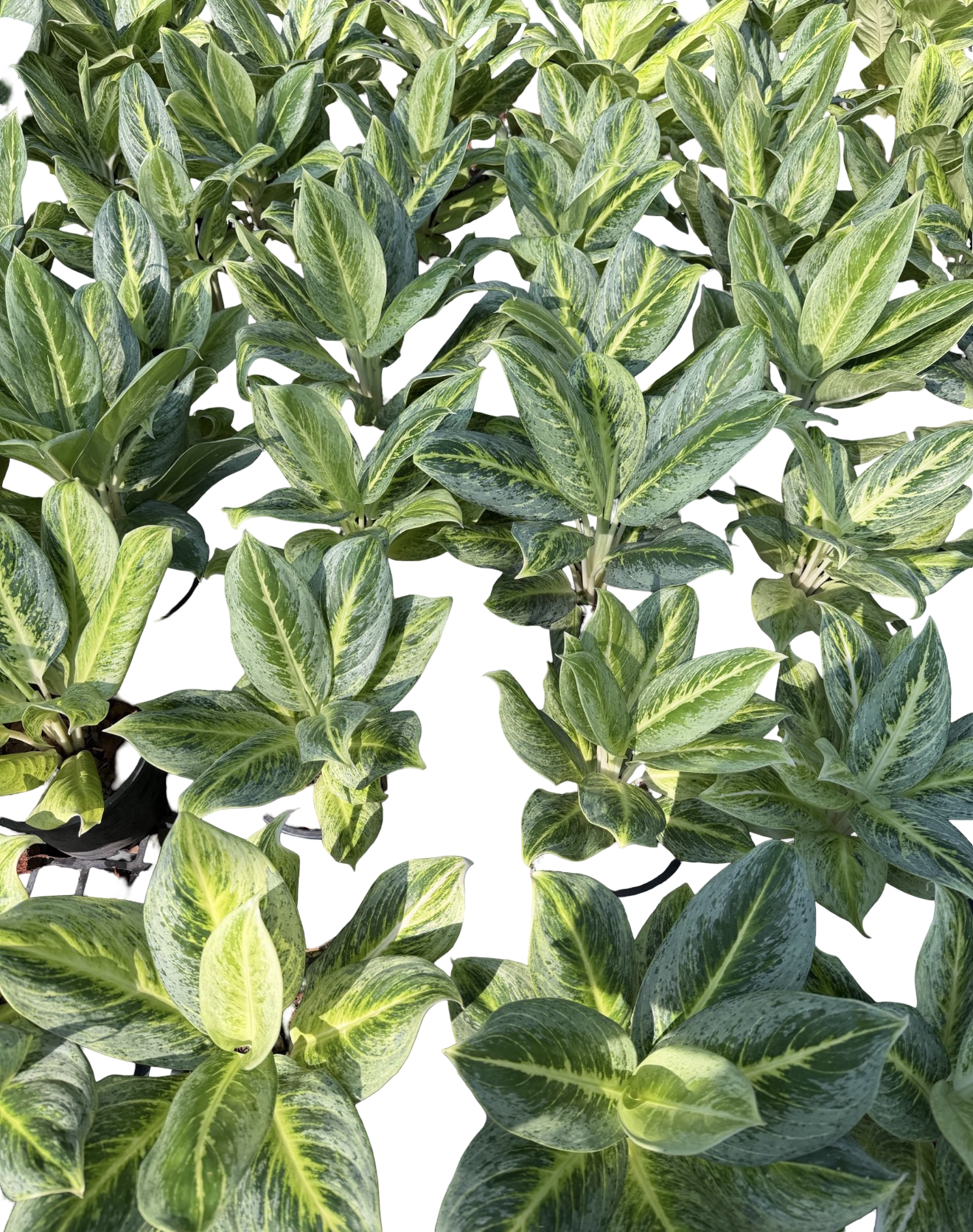 Aglaonema “Honey Lemon” | Set of 10 Plants