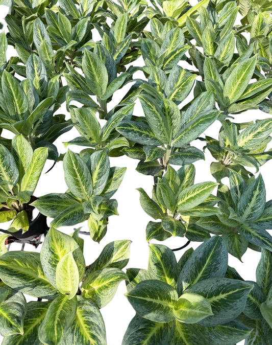 Aglaonema “Honey Lemon” | Set of 10 Plants