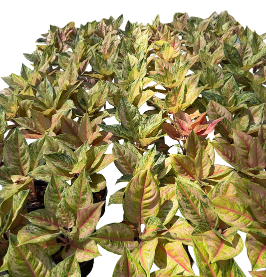 Aglaonema “Light of Diamond” | Set of 10 Plants