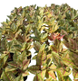 Aglaonema “Light of Diamond” | Set of 10 Plants