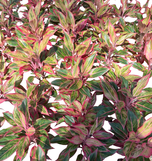 Aglaonema “Orange Aurora” | Set of 10 Plants