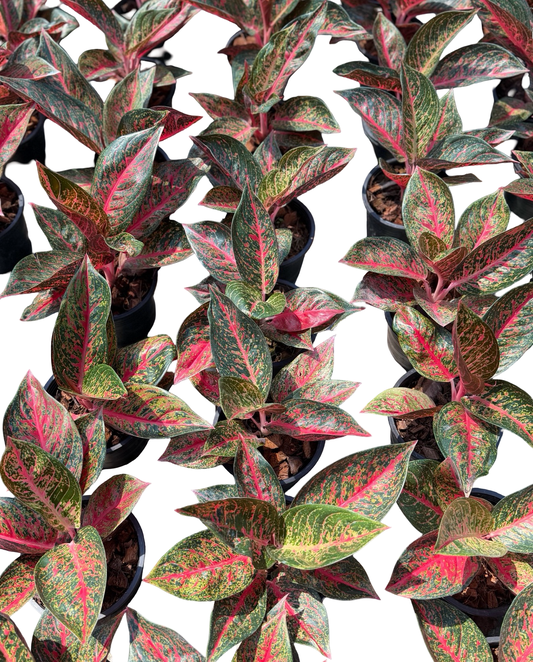 Aglaonema “Black Diana” | Set of 10 Plants