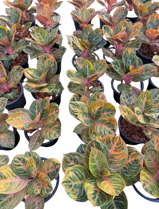 Aglaonema “Siam Perfect” | Set of 10 Plants
