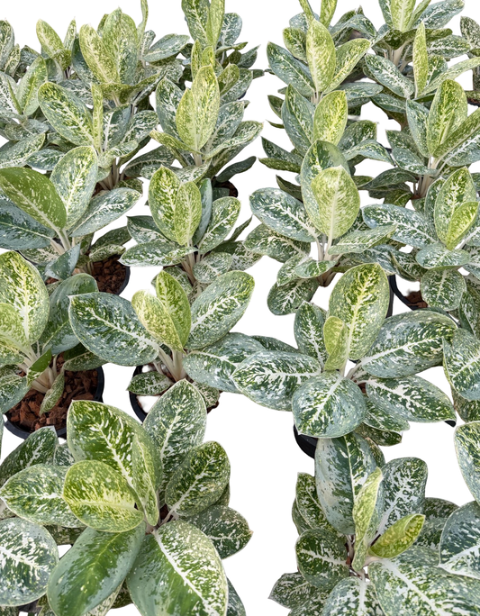 Aglaonema “Milky Way” | Set of 5 Plants