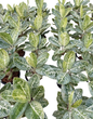 Aglaonema “Milky Way” | Set of 5 Plants