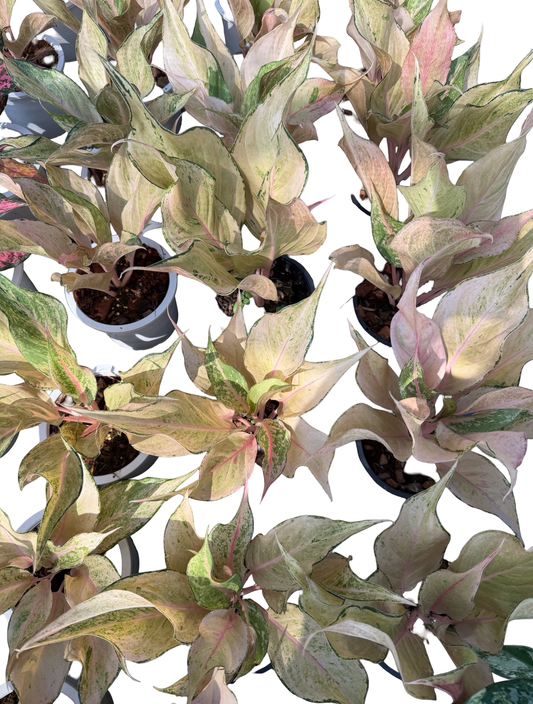 Aglaonema “Tokyo Banana” | Set of 5 Plants