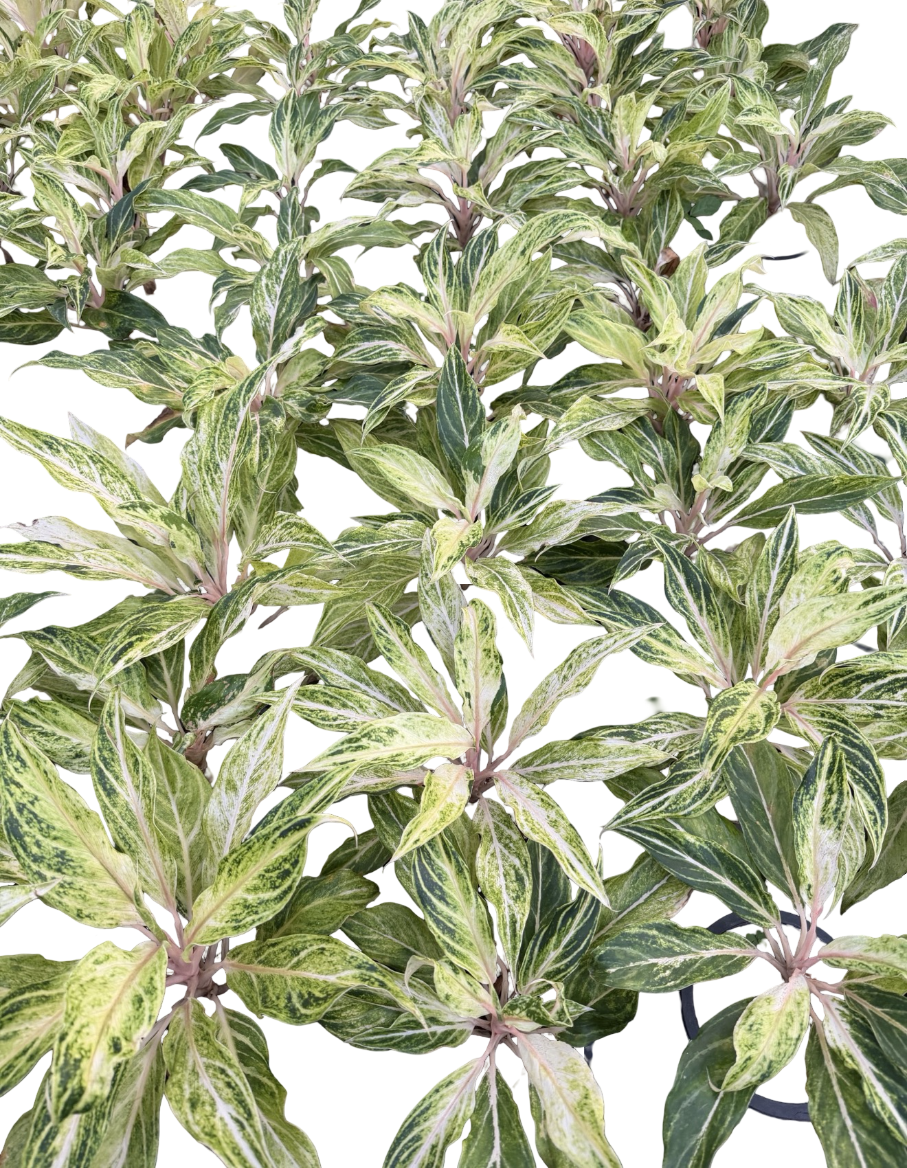 Aglaonema “White Panama” | Set of 10 Plants