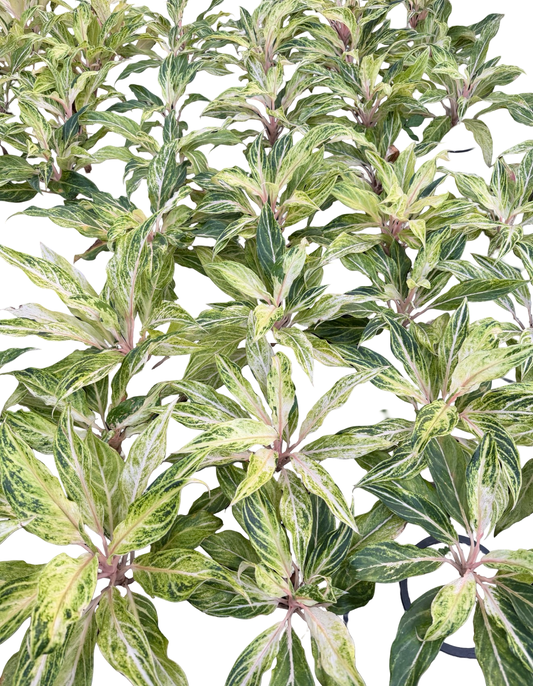 Aglaonema “White Panama” | Set of 10 Plants