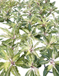 Aglaonema “White Panama” | Set of 10 Plants