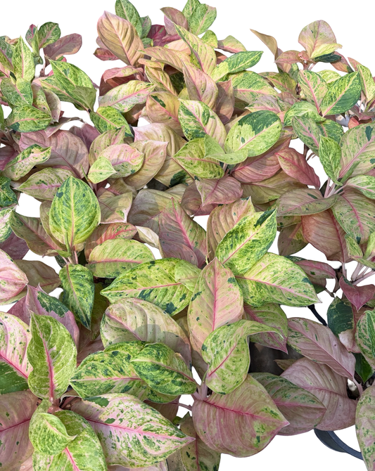 Aglaonema “Sky Velvet” | Set of 5 Plants