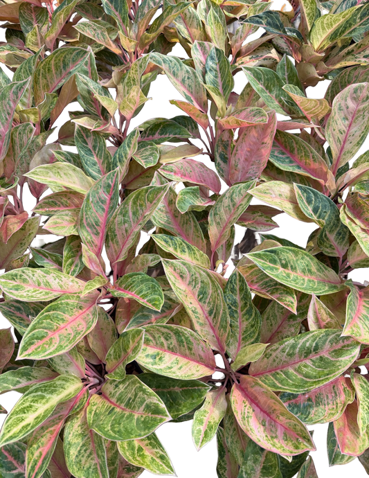 Aglaonema “Baby Tiger” | Set of 10 Plants