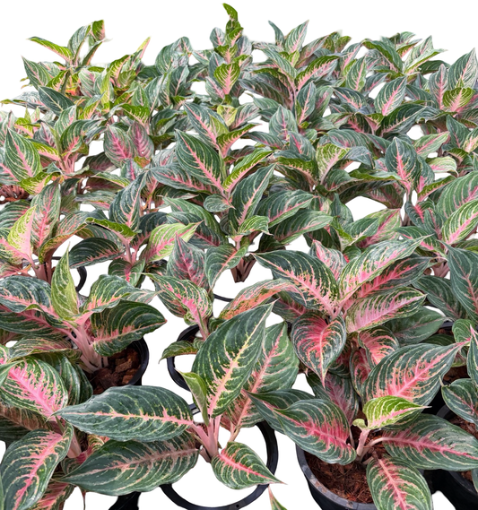 Aglaonema “Mahanakorn” | Set of 10 Plants