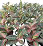 Aglaonema “Mahanakorn” | Set of 10 Plants