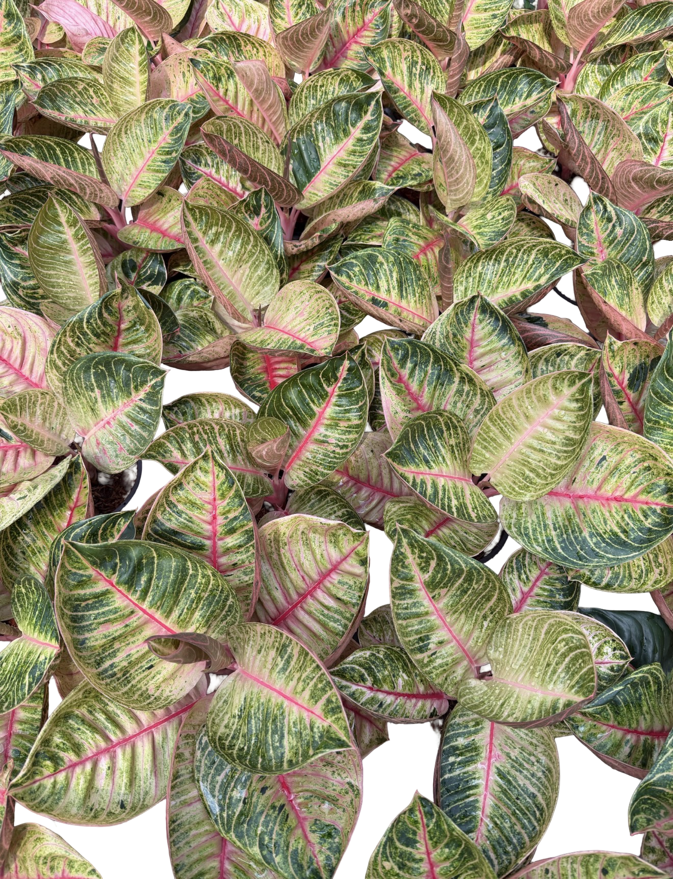 Aglaonema “Pink Moonlight” | Set of 10 Plants