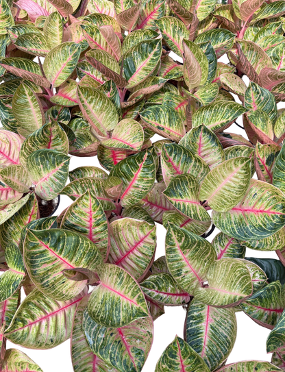 Aglaonema “Pink Moonlight” | Set of 10 Plants
