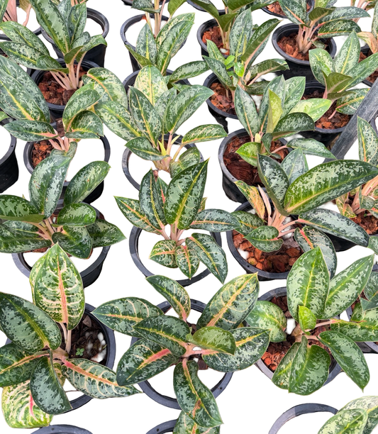 Aglaonema “Indiana Queen” | Set of 10 Plants