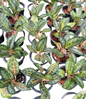 Aglaonema “Indiana Queen” | Set of 10 Plants