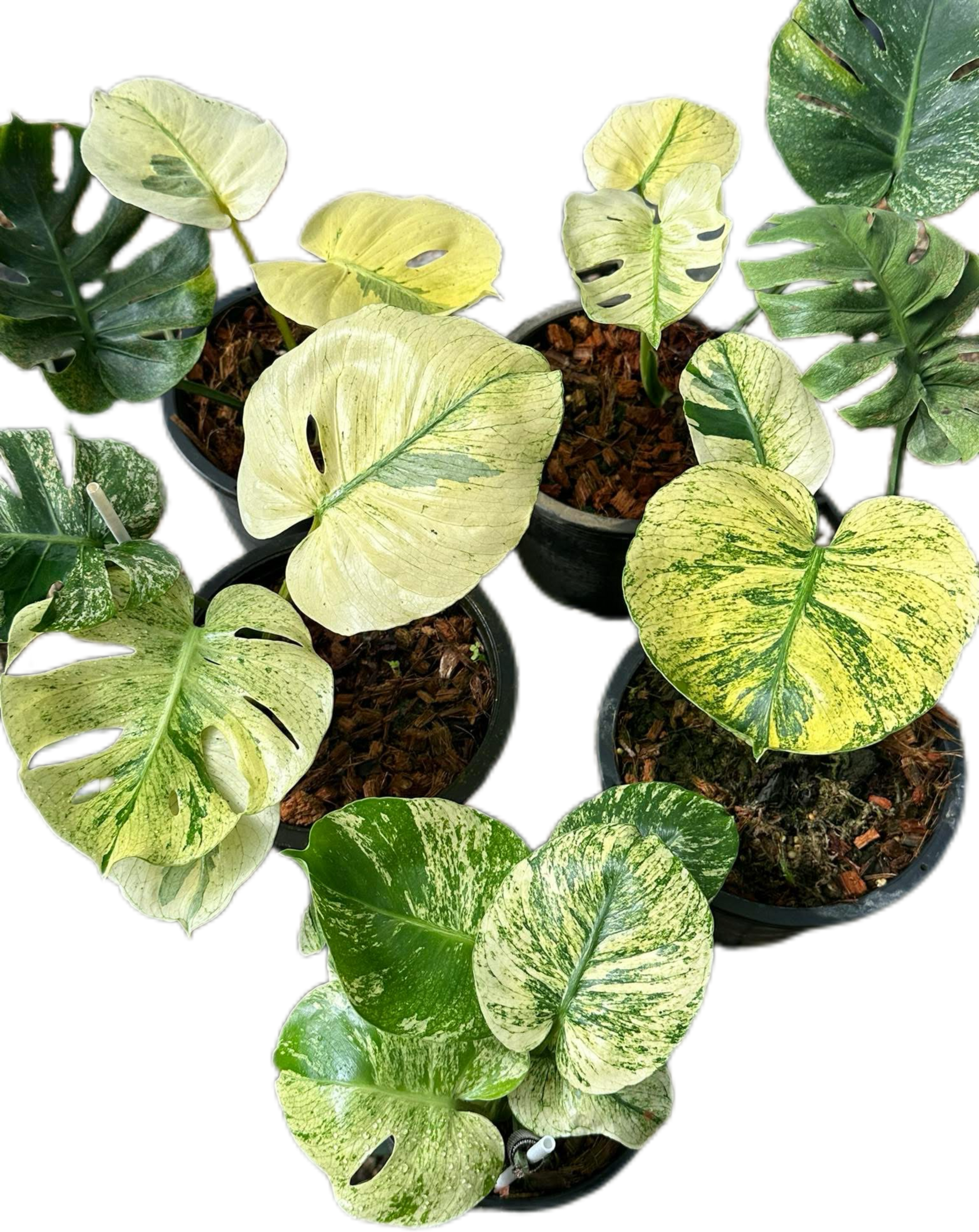 Buy Monstera Deliciosa “Mint Siam” | Thailand Export Buy Monstera Deliciosa “Mint Siam” | Thailand Export