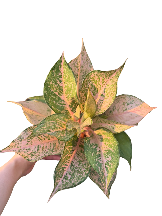 Aglaonema “Catherine” – Set of 10 Plants