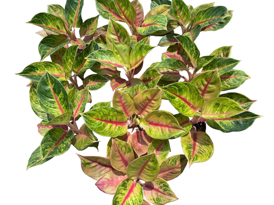 Aglaonema “Sang Thong” | Set of 10 Plants