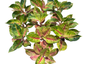 Aglaonema “Sang Thong” | Set of 10 Plants