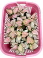Aglaonema “Anyamanee Pink Chompoo” (Bundle of 10 Plants )