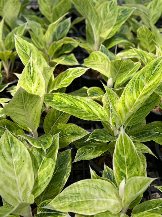 Aglaonema “White Aurora” | Set of 10 Plants