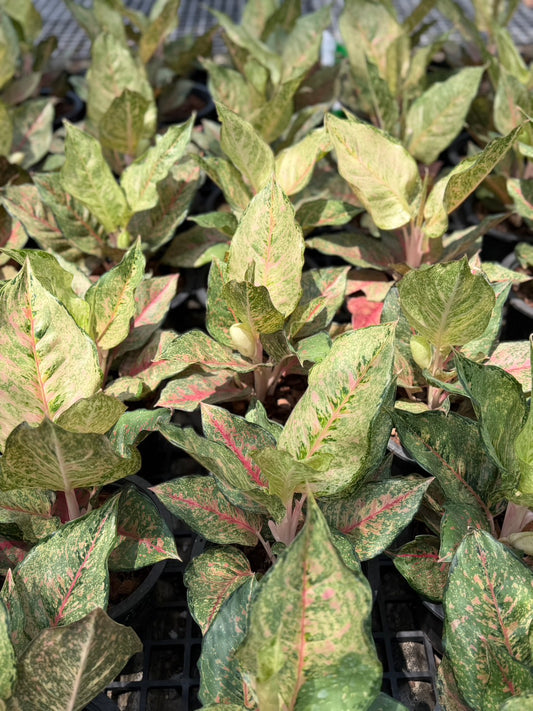 Aglaonema “Fortune” | Set of 10 Plants