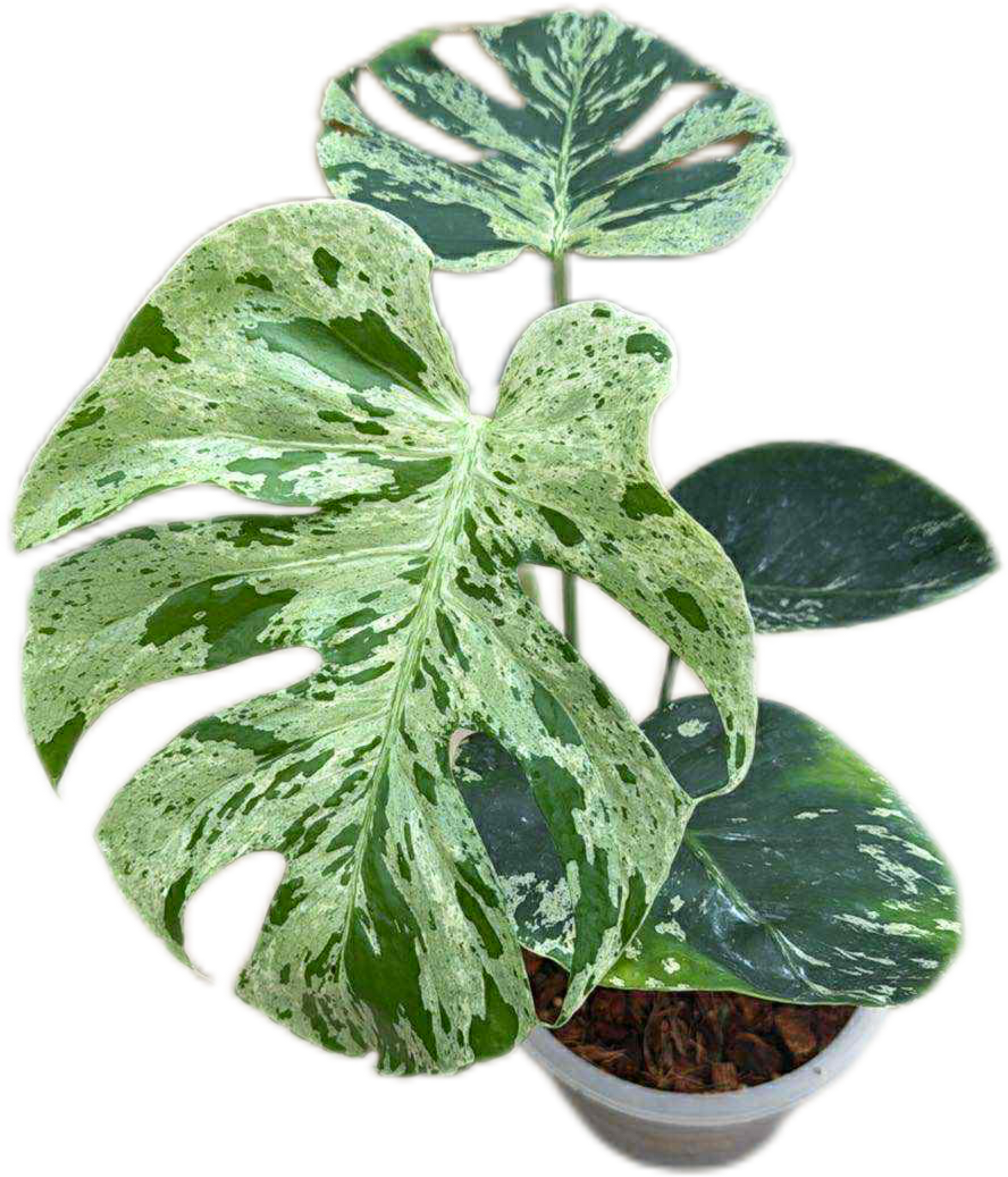 Monstera Deliciosa ‘Bulbasaur’ – Variegated