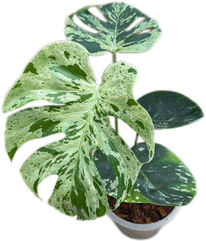 Monstera Deliciosa ‘Bulbasaur’ – Variegated