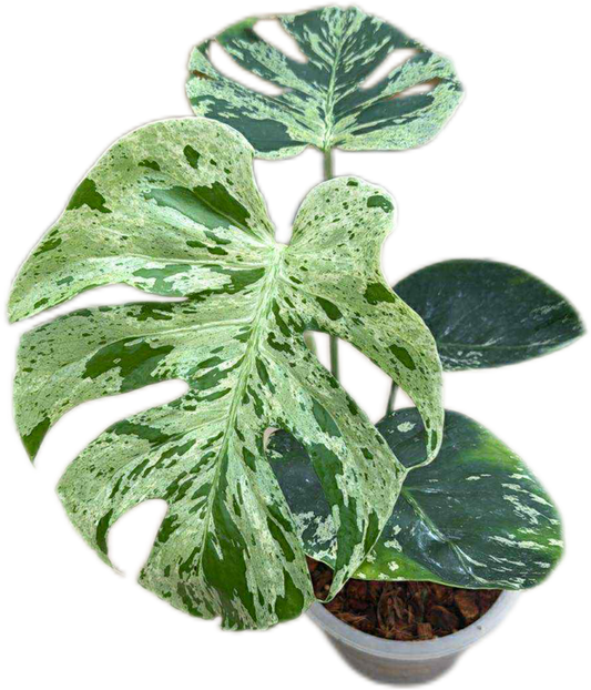 Monstera Deliciosa ‘Bulbasaur’ – Variegated