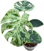 Monstera Deliciosa ‘Bulbasaur’ – Variegated