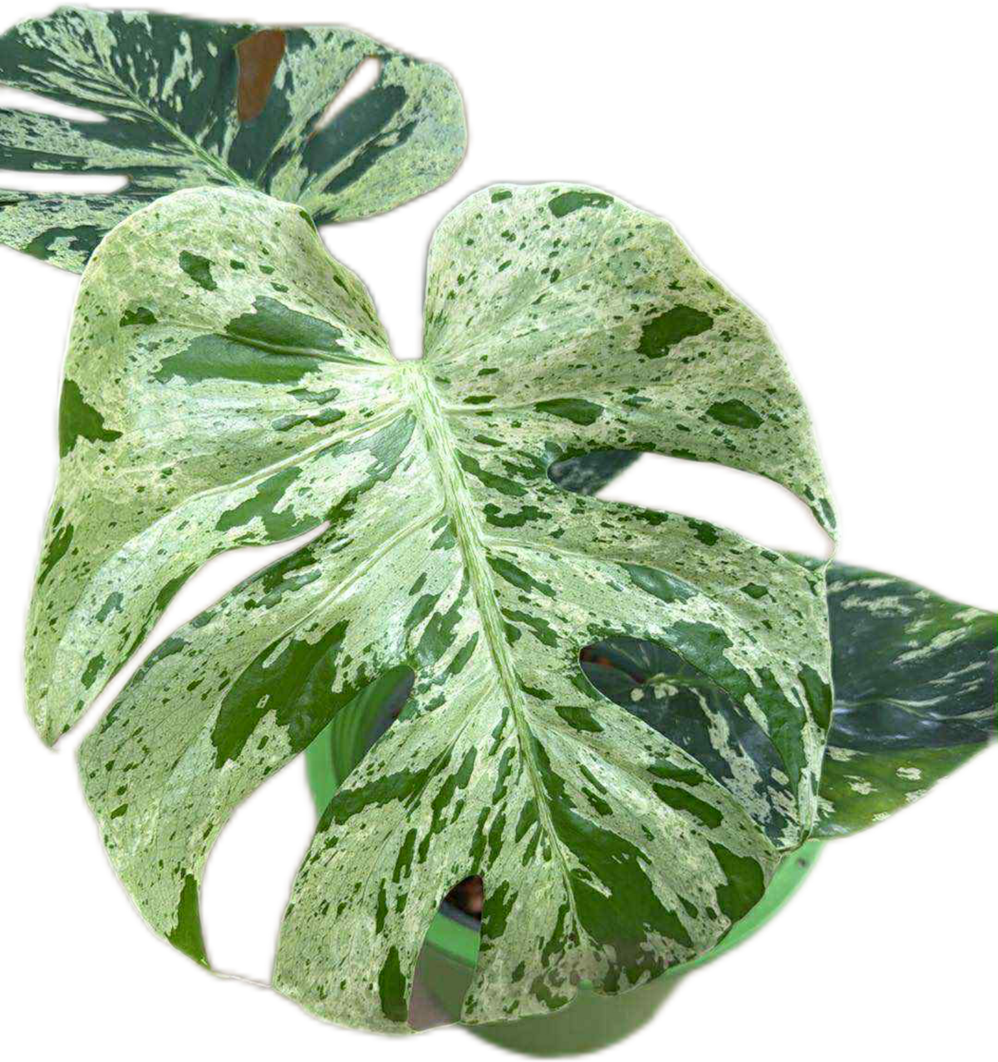 Monstera Deliciosa ‘Bulbasaur’ – Variegated