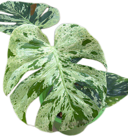 Monstera Deliciosa ‘Bulbasaur’ – Variegated