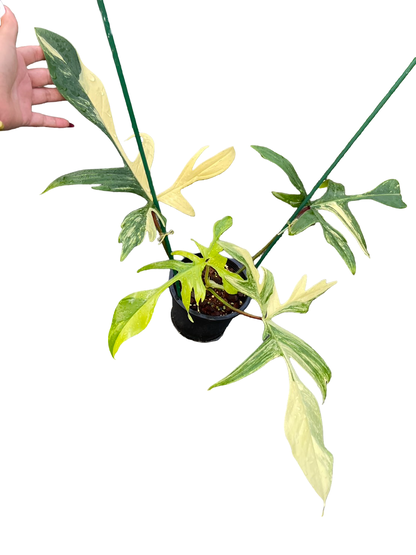 Philodendron Florida Beauty × Joepii Variegated