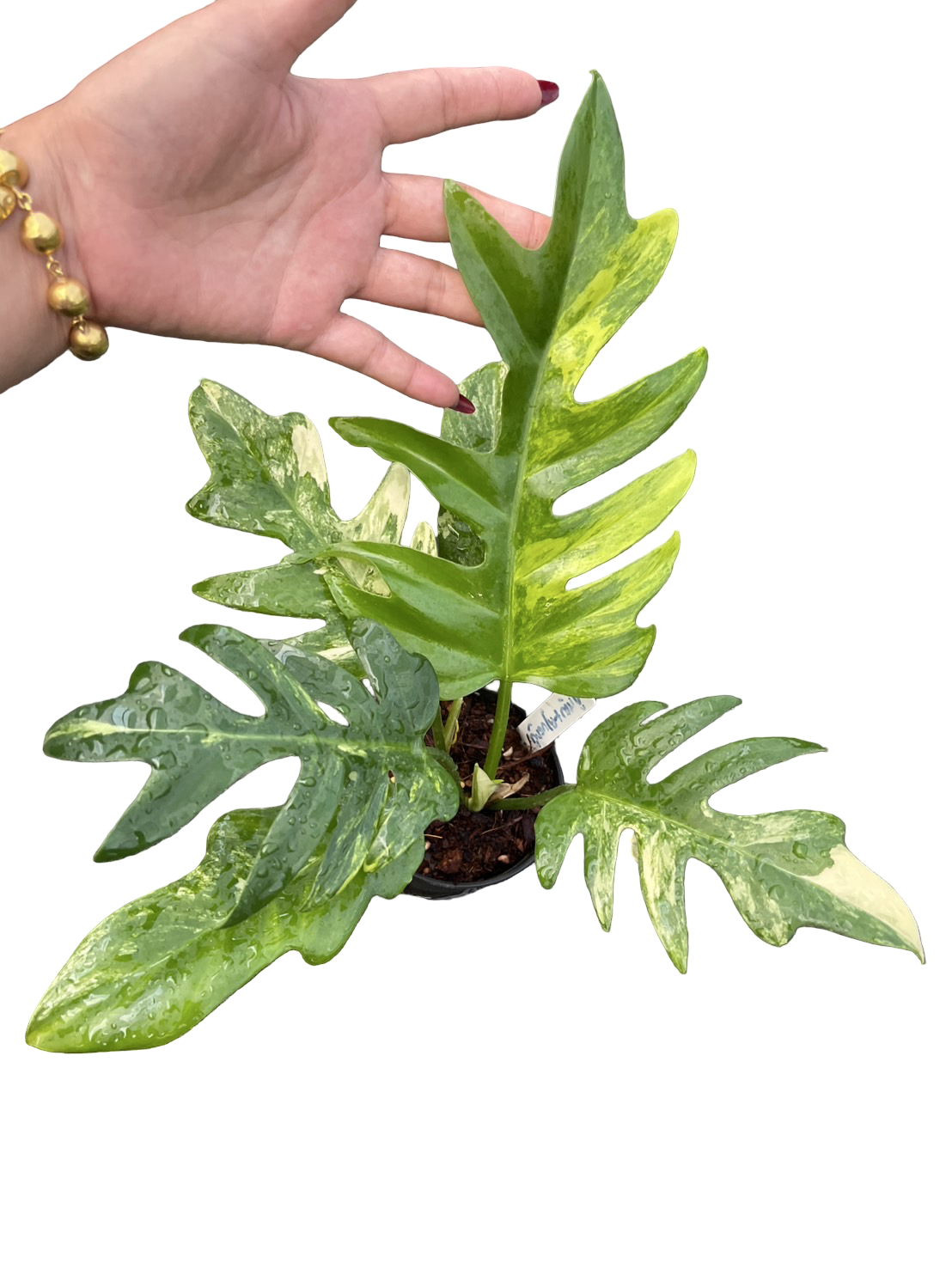 Philodendron Florida Beauty × Distantilobum Variegated