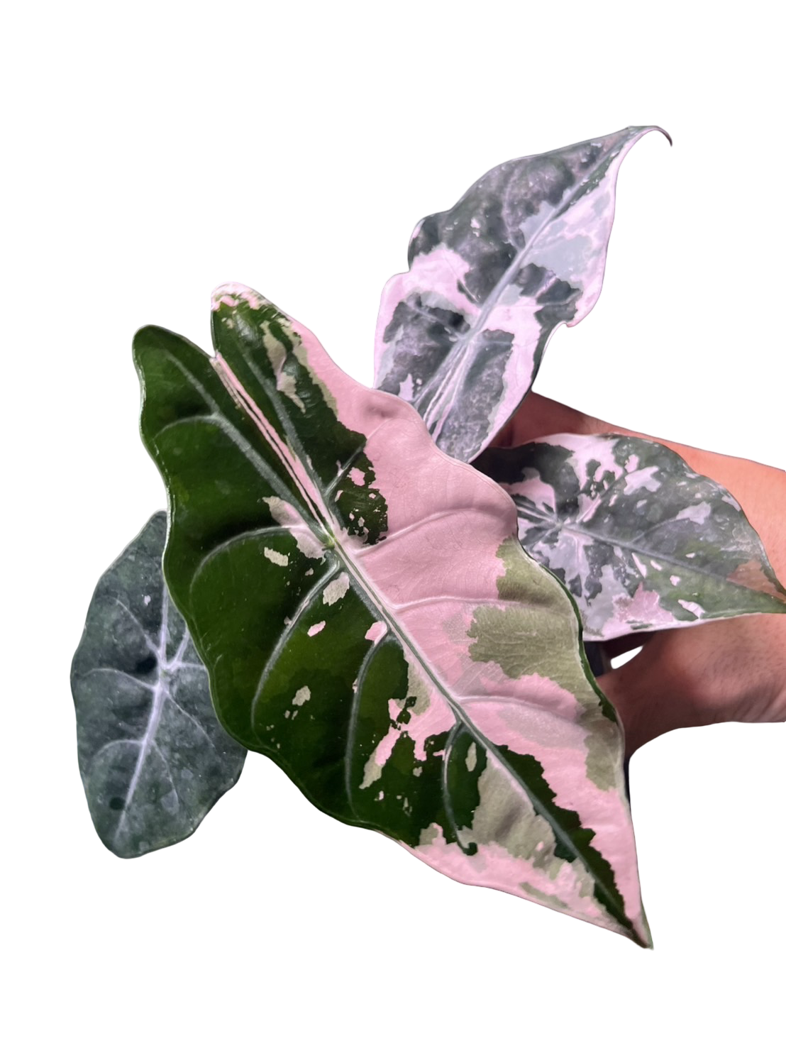 Alocasia Chantrieri Pink Variegated