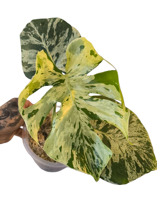 Monstera Deliciosa ‘Bulbasaur’ Variegated
