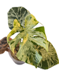 Monstera Deliciosa ‘Bulbasaur’ Variegated