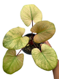 Homalomena Rubescens “Golden Blush” Variegated