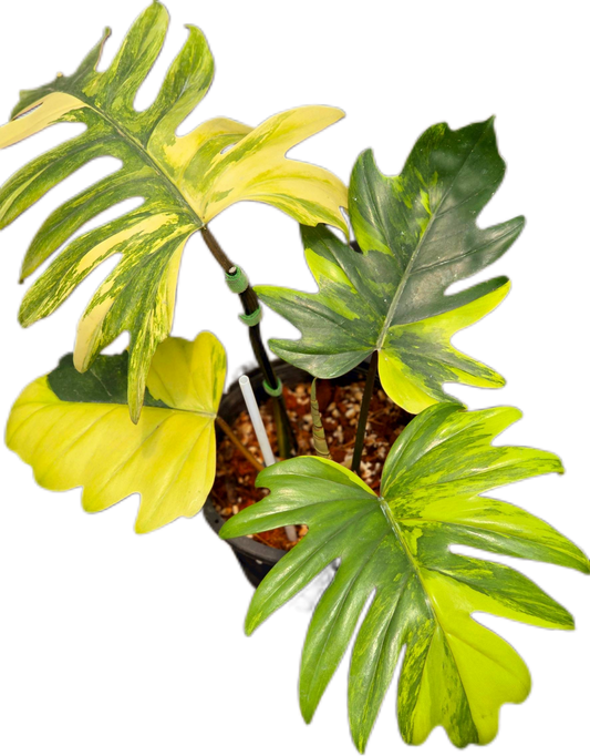 Philodendron Mayoi Variegated