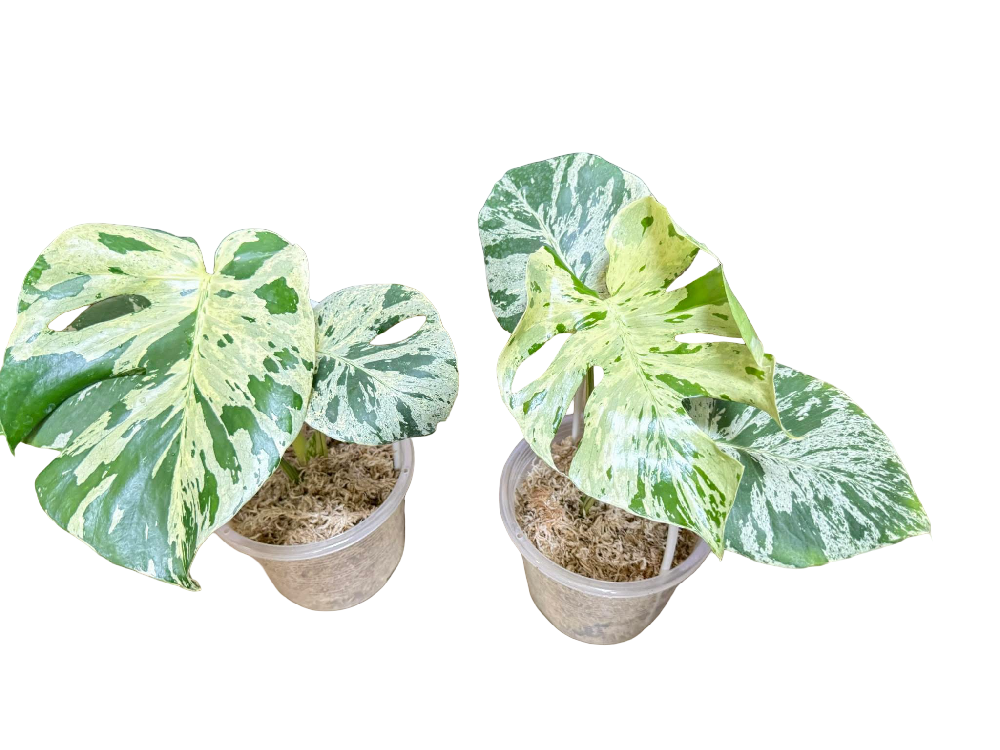 Monstera Bulbasaur : r⁄UnicornAroids xs152Monstera Bulbasaur