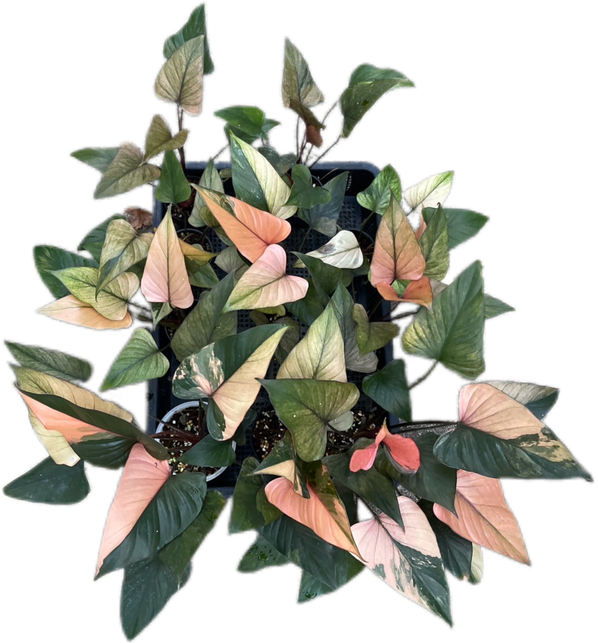 Homalomena Rubescens Pink Diamond